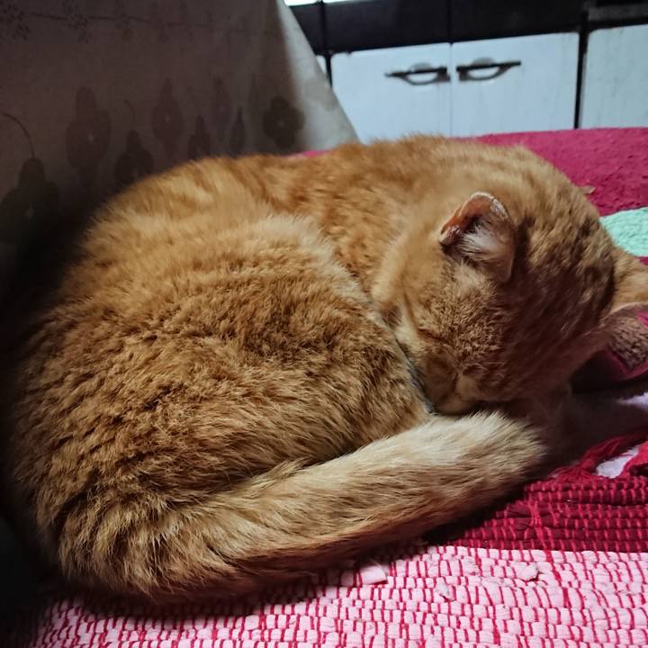 950aa51d e1dd 479e b63b f15bd51e723f 1554454507494