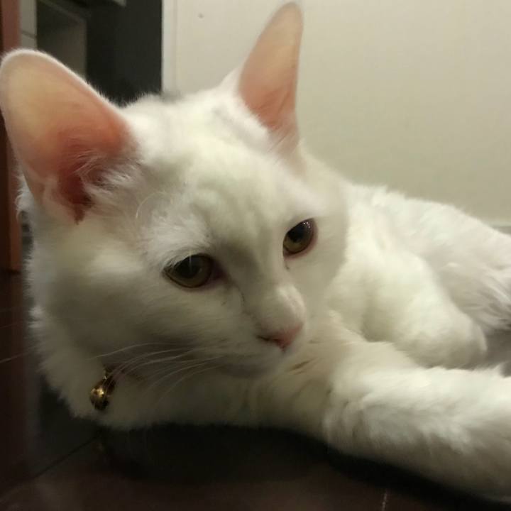 950aaa2d 1623 4974 9cd1 8bbe4dd18ae3 1514028642340