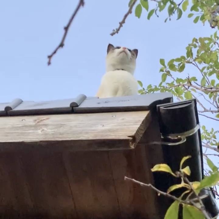 950e059c 0a09 448e a330 a7b9d71b6538 1731875972496