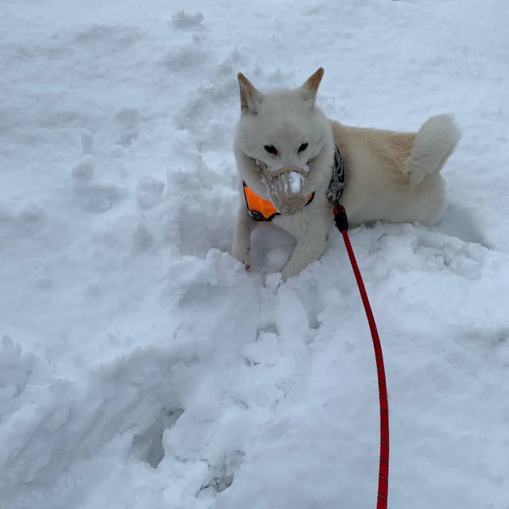 950ed4e6 6f8c 4d1d aa69 eae9767b1fad 1637976792674