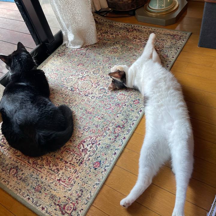 9510c0f9 7c23 4055 8136 7a1f63b6f722 1724631022742