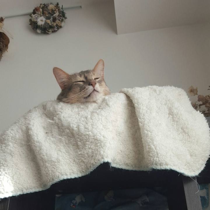 9512a6ae 6567 4bf3 8c28 7995f2a4daa6 1544848893413