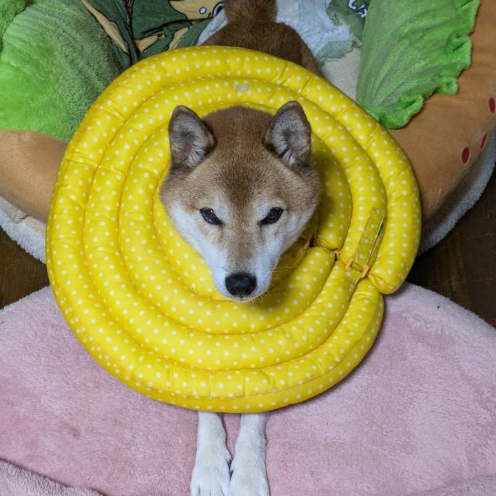 95145b03 636a 4b61 b899 7a92993597bb 1728269548732