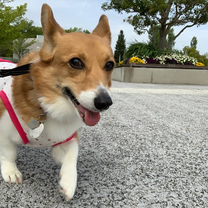 95149391 055c 4820 9c68 12e9d54bf16c 1587435675573