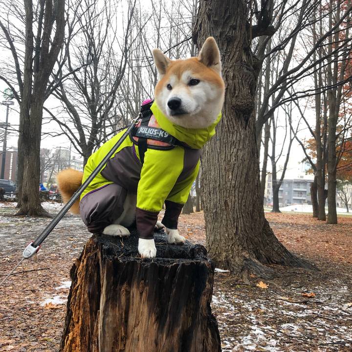 951529f8 1432 494f addd b385dd8591b7 1575251079476