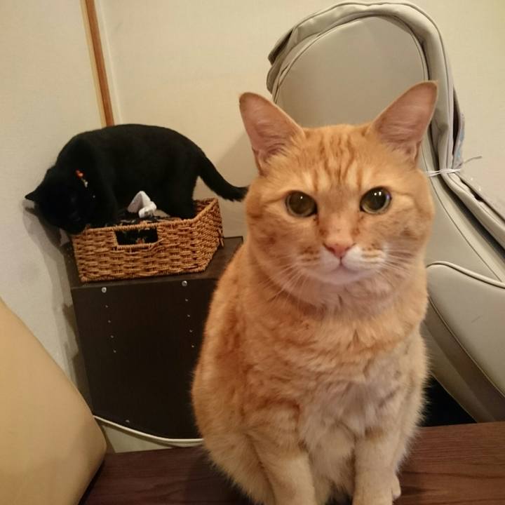 951584de 4462 47ee a6ac 23c43702526c 1528987352442