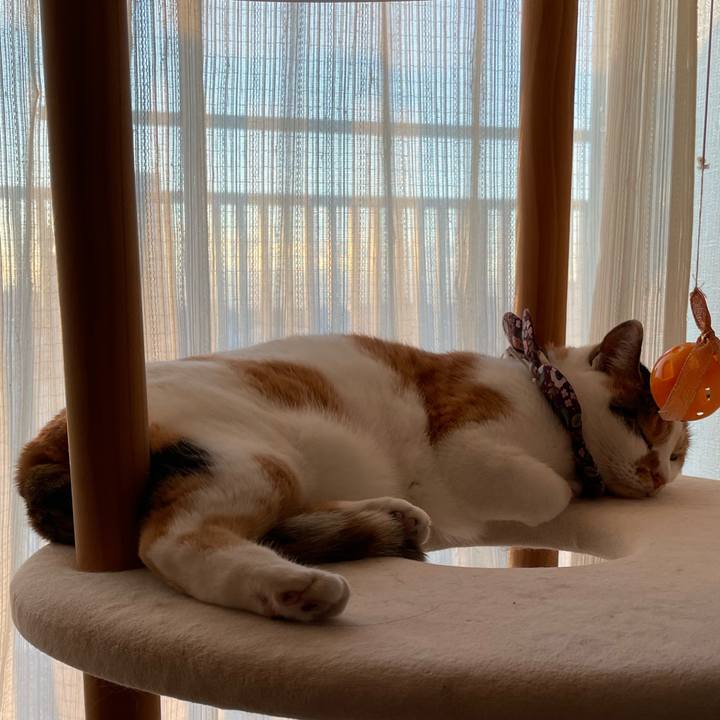 951741db 028e 438a b3a7 1a1f029d0f79 1732973631781