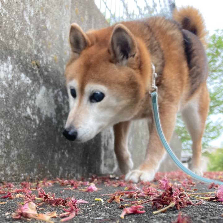 9518c834 c8dd 40c1 9bd9 e3bce0c67d32 1745120867686