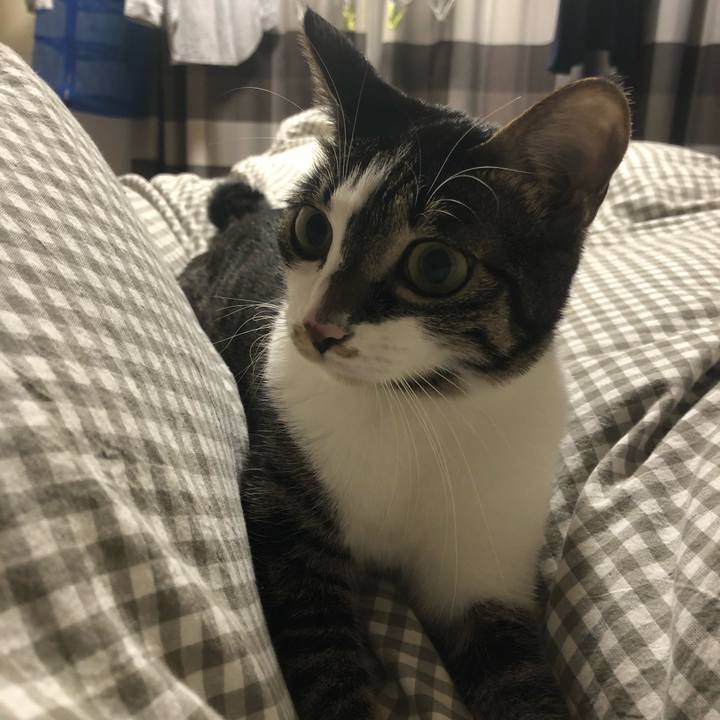 951a87a4 f7c3 4ef0 896f 3006d0a9b060 1514811159070