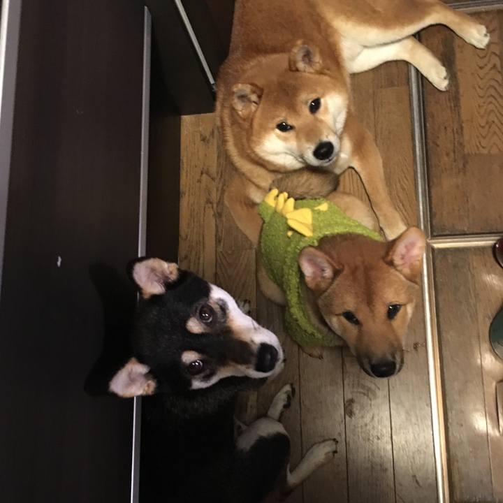 951b584b aa4e 46bd 95f2 078dc0c4360c 1511477633671