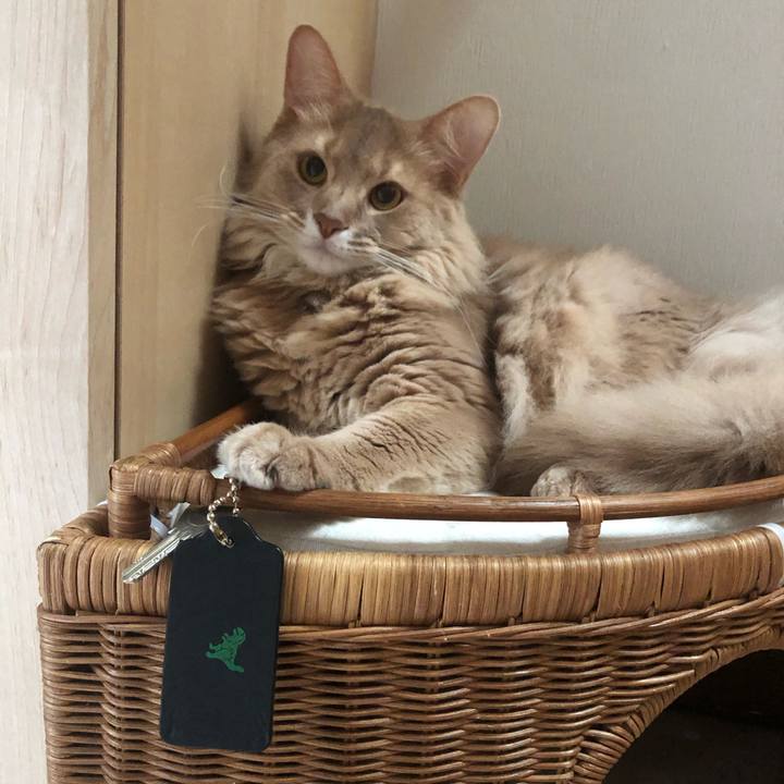 951b7e38 9461 4626 8afe 2f4358424843 1593221132900