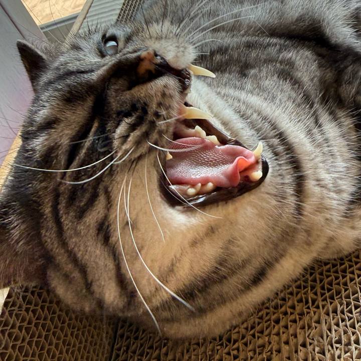 951c73b9 96e8 40e4 a241 5b7cda0180b3 1758330533463