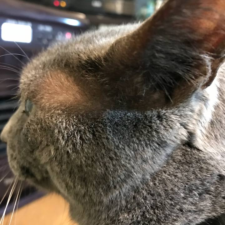 951df075 77f8 4f6e a850 0d2988ea5a38 1523450665961