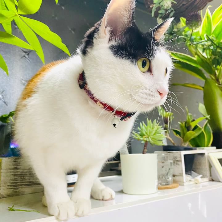 951ff6a8 1c14 47c0 bb94 6520c8c369a1 1676982332412