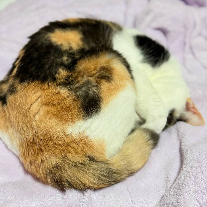 95208c15 9523 41ec b27e 33e374736a5f 1762311204062