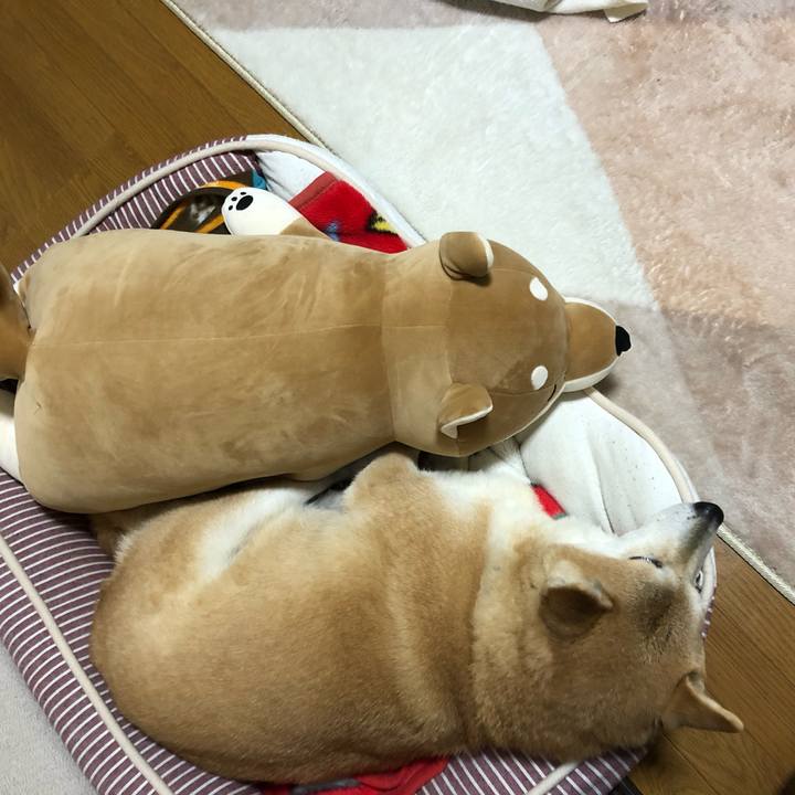 9521c93a 10c2 42e5 a576 4d266973fc94 1582181059285