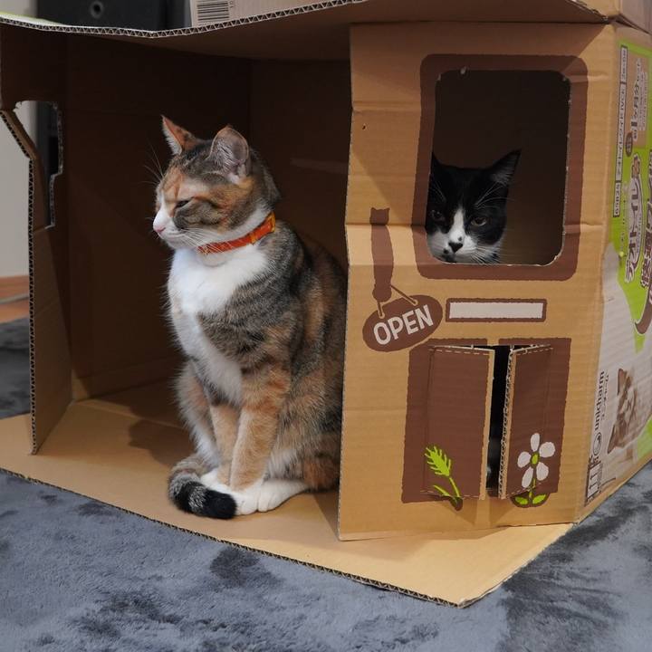 95225f58 6a82 4289 850f 8ddc78778c31 1606699840423