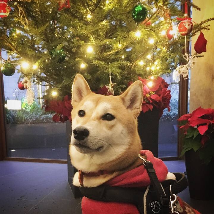 9523f706 a54e 4cdb b84d a740f715db38 1514219116190