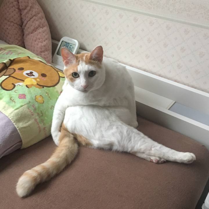 952a2417 749e 419c a786 bb7dc0311295 1532862660808