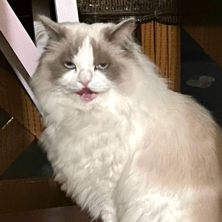 95331686 416d 4217 8abe 0bf727656bf0 1743120581854