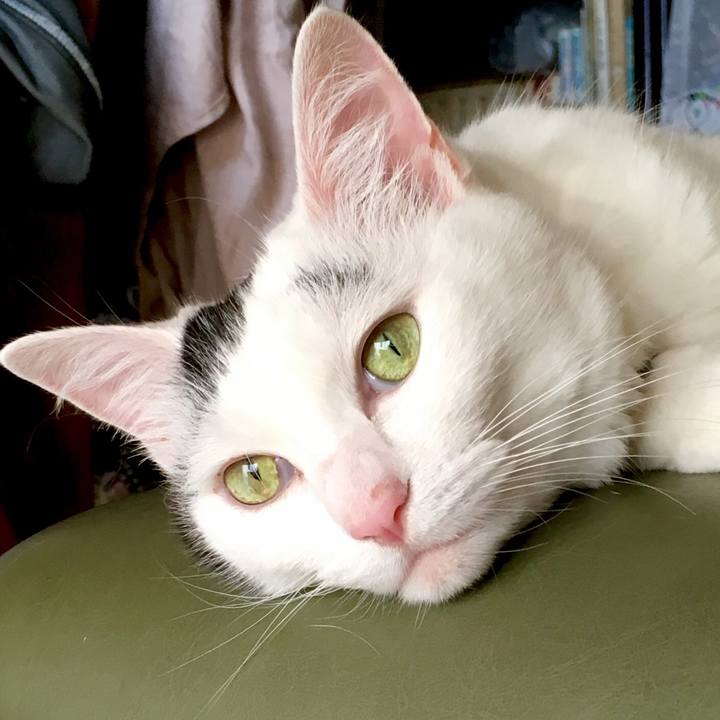 95333ae7 335a 4c2c 9498 ba8fbee72f7c 1564217388040