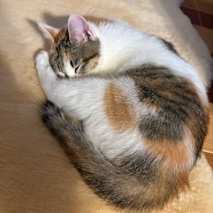 9535ba24 9cb0 4d7f a72c ff56a5761846 1767795044500