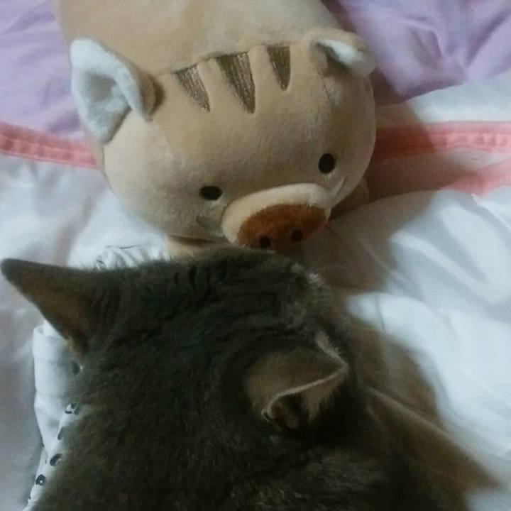 9536a428 c387 459a 9e97 a5e4aba7bead 1544529358429