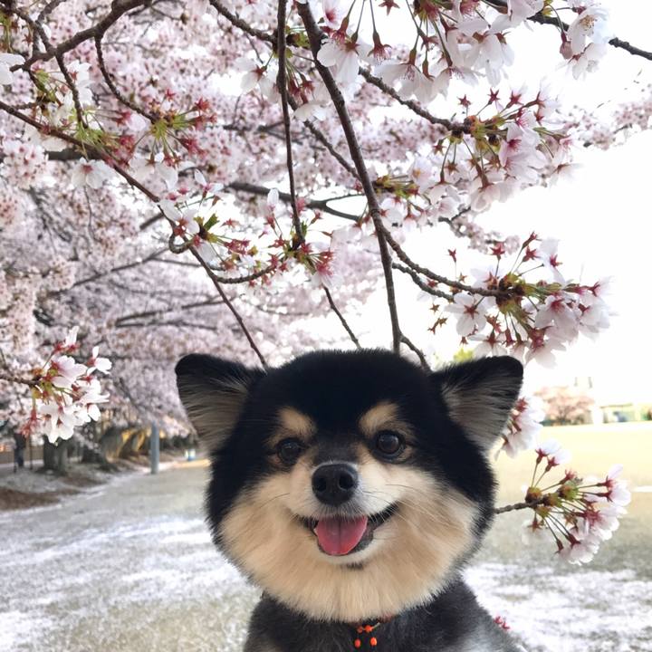 953aabac 251a 49c2 b6a4 984599c0fa1d 1522596397044