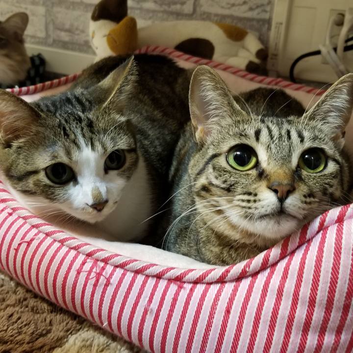 953e8ded dc29 465b 9e81 82699459399b 1583165742630