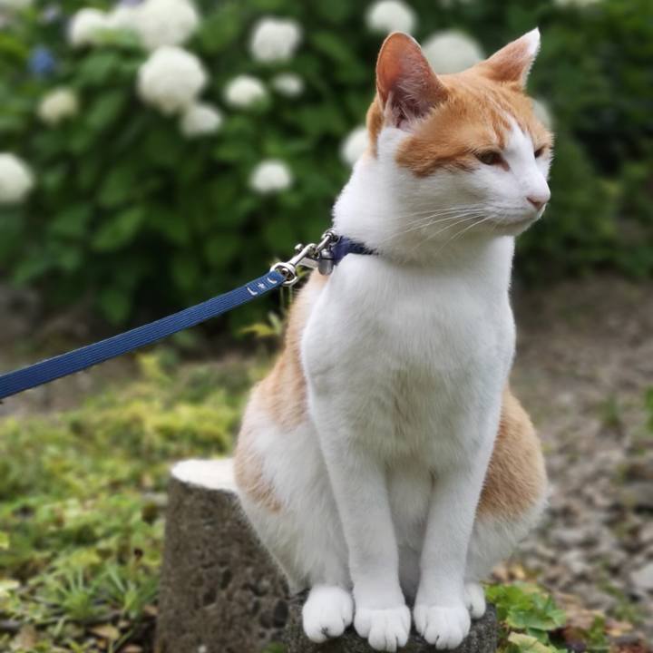 95453078 1d61 4439 88c6 1371657840c9 1530877265138