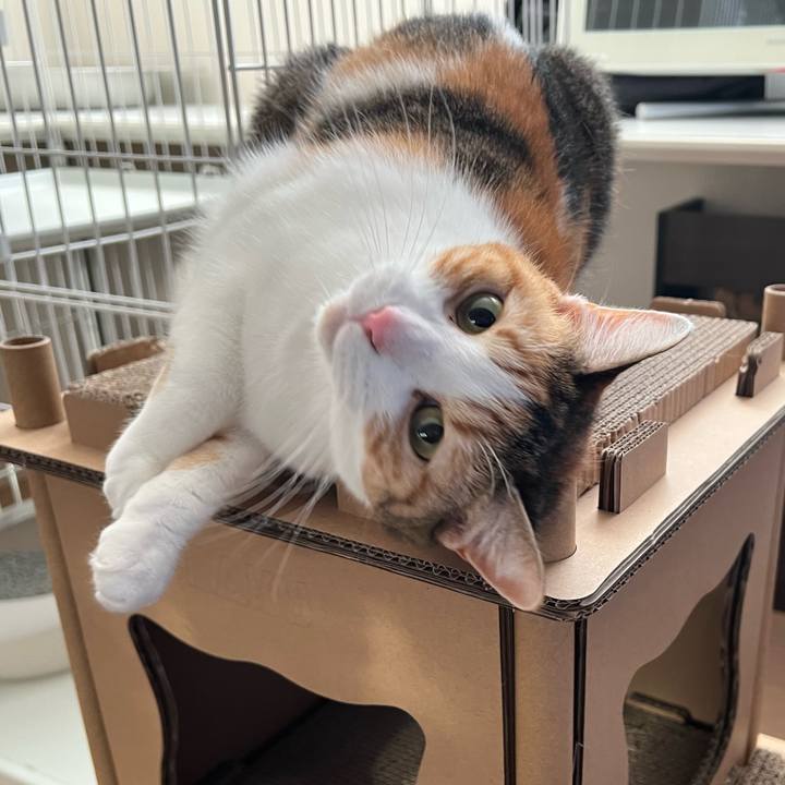 954714ee 9e06 4b59 8e80 2655e7871b8e 1765165130474