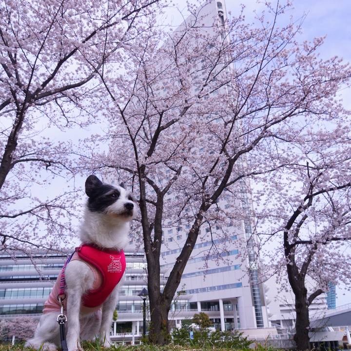 9549eab0 4d0b 40f1 92e1 adddfcd4c1a8 1616750656859