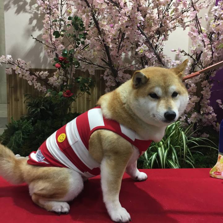 954b7b62 f7d1 4349 8619 014f211083a4 1553926803231