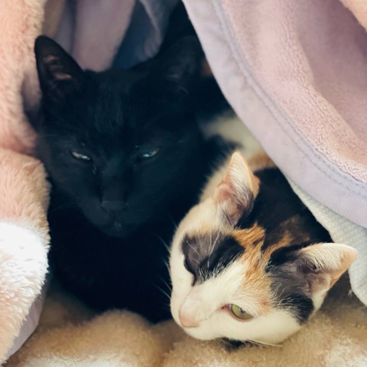 954c70c2 361f 4fc1 be72 d44f738c9842 1649987712032