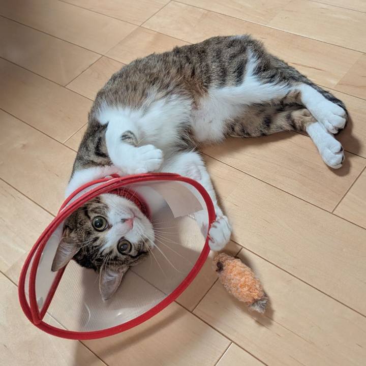 954d73be 815b 4f77 9925 e09fc5a0cf90 1749453368426