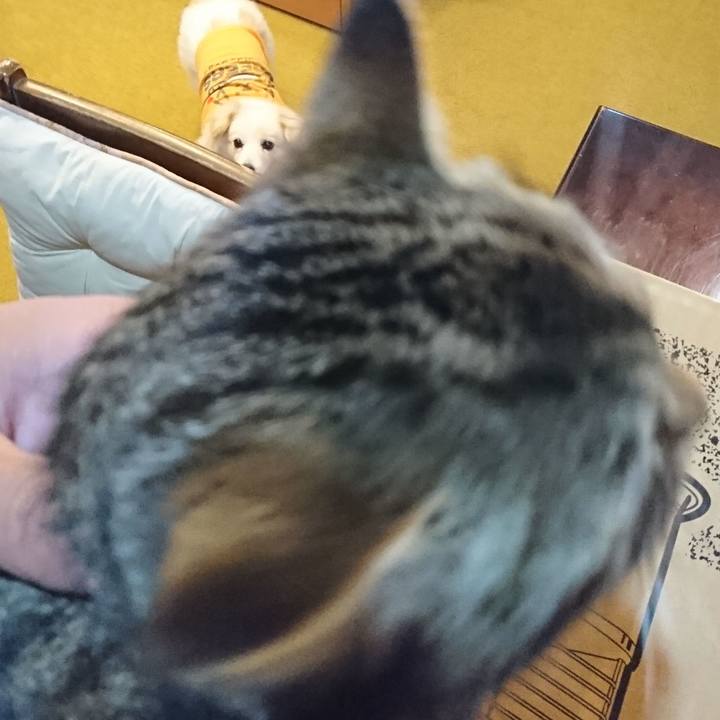 955073bb ea6e 4187 9376 27ede685b137 1549974059305