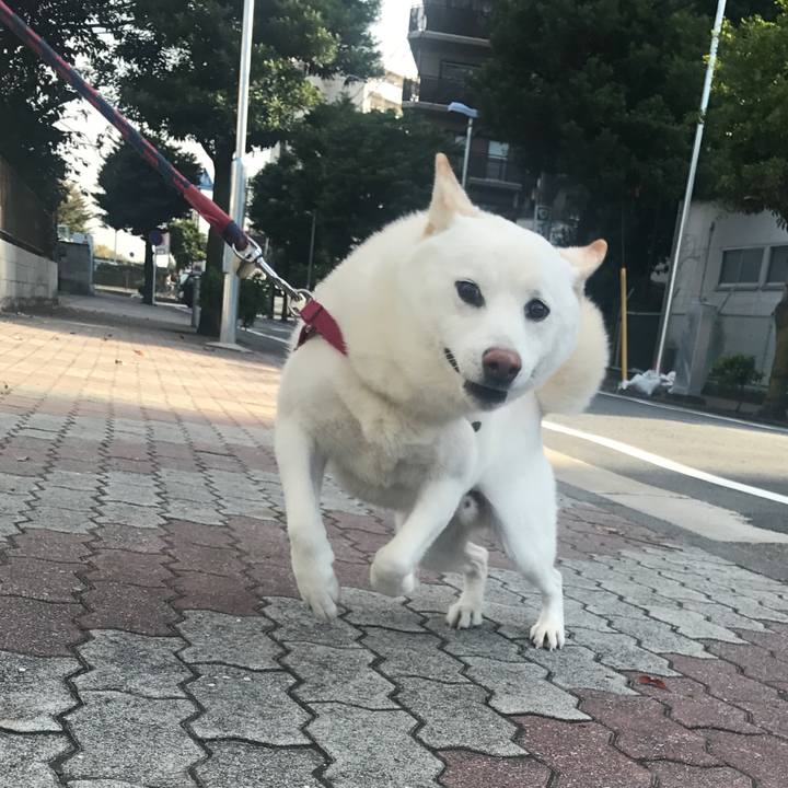 95511392 b35e 470d a9c1 113d59f1f9da 1509492482082