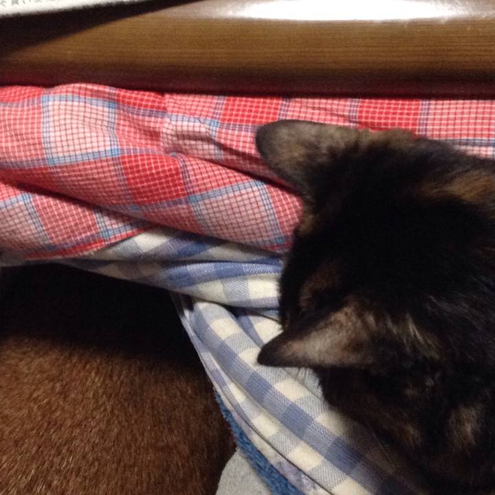 95515739 5e40 414d a7bb 76cccbcd5e51 1519597334662