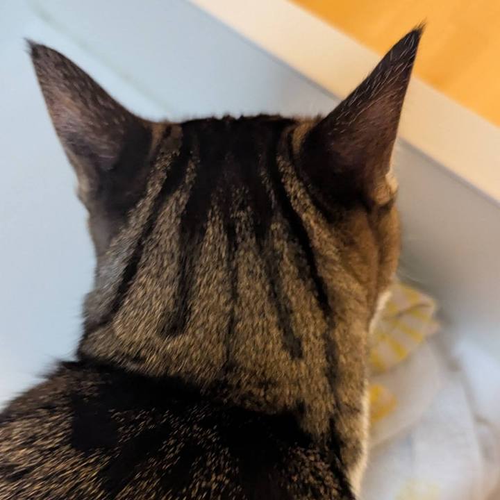 95518422 ef7c 4305 9e0b 697135f24123 1764650249502