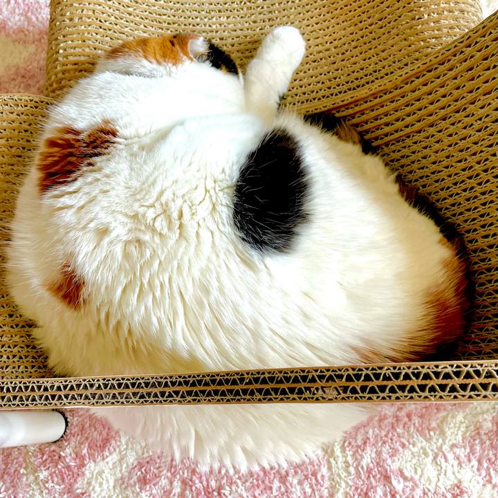 95529200 20c6 43f1 b2b1 de1e057d581a 1624412682915