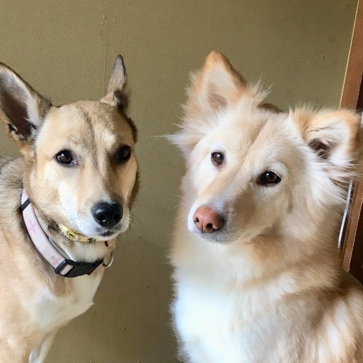 95540c2a 3c6d 4334 943c dab2493498d2 1555037246607