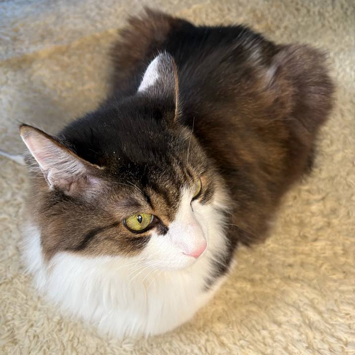 95566160 559e 46fa 9bcd 84f3c9414aee 1741656386905