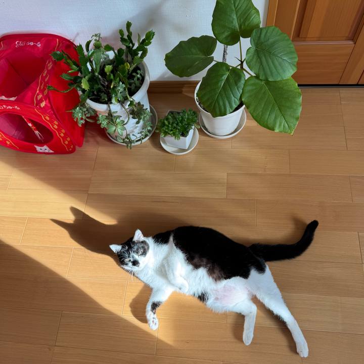 9558e0b0 3b54 430b 9ce7 0b5098e56276 1772245966196