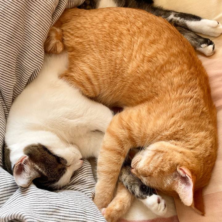 95596026 5b4c 46e6 a6a8 5868107164db 1771140190176