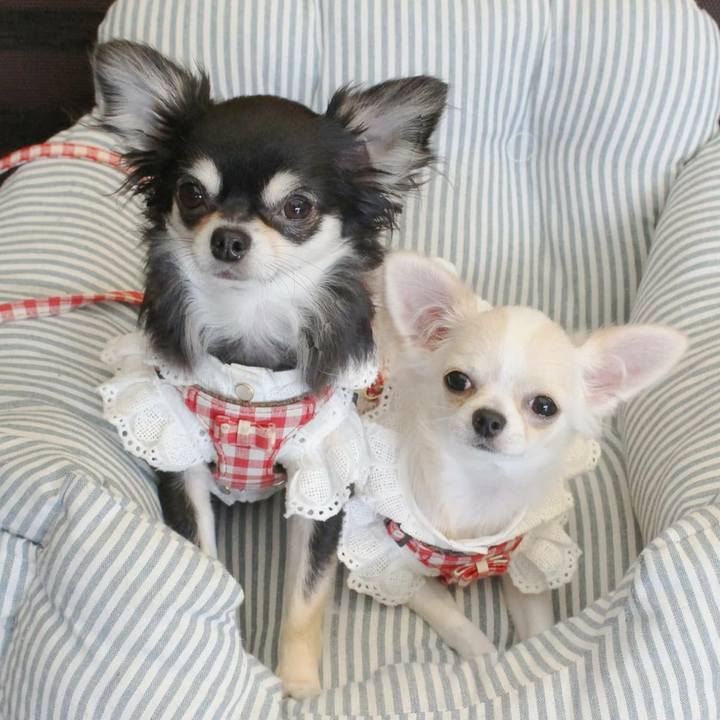 955bcf29 0083 4377 8a8c 33f6f064a075 1595666443064