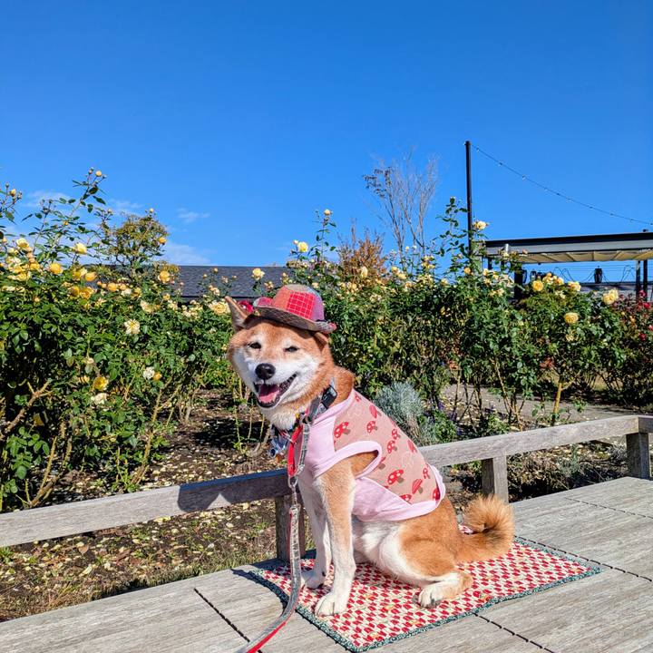 955d97a6 30b6 47cc b1e0 dcfccafd25d7 1762995923681