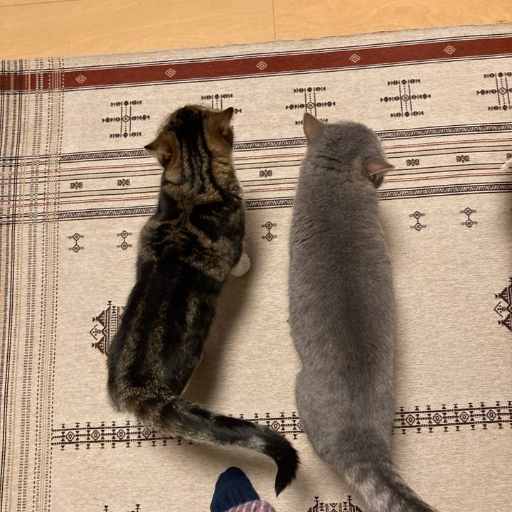 955e87dd a791 4bda b430 cef165bba31c 1765064076926