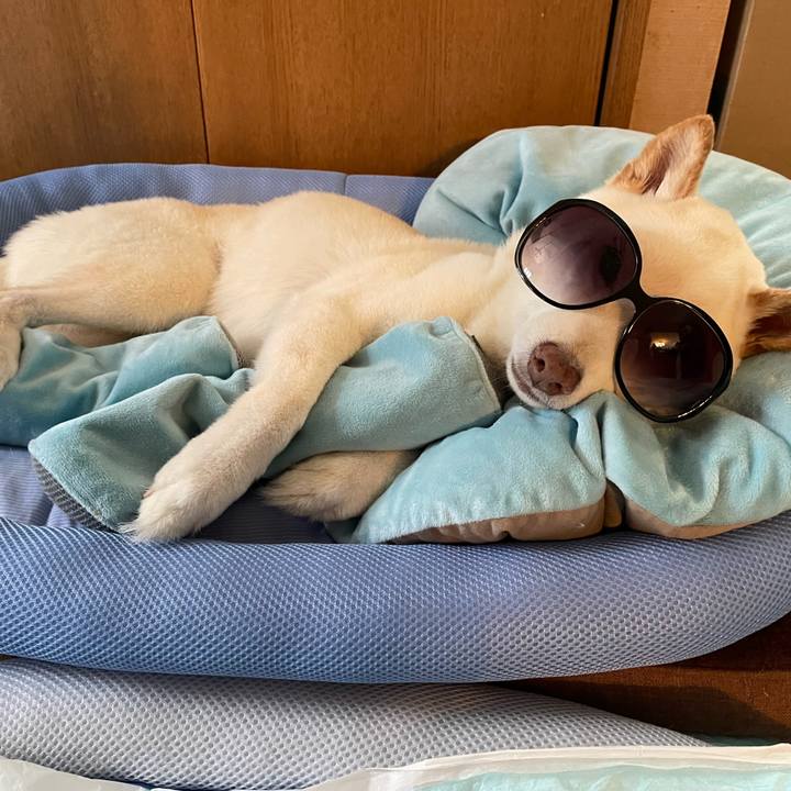 955fd623 6dea 4e03 9e63 e8f5f97a3f01 1651639119064