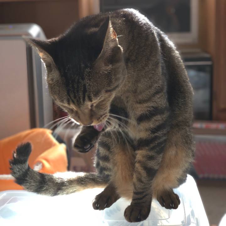 9568d032 8d04 4ddb b7d0 9af51e2a1a87 1542589939768