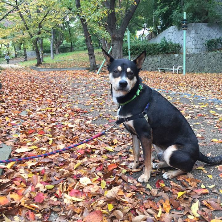 95691f4c 055e 409b aba3 d933ac5d59fd 1542590777955